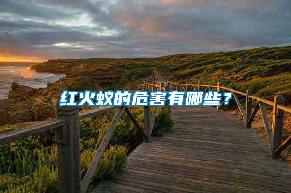 紅火蟻的危害有哪些？