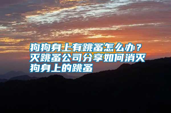 狗狗身上有跳蚤怎么辦？滅跳蚤公司分享如何消滅狗身上的跳蚤