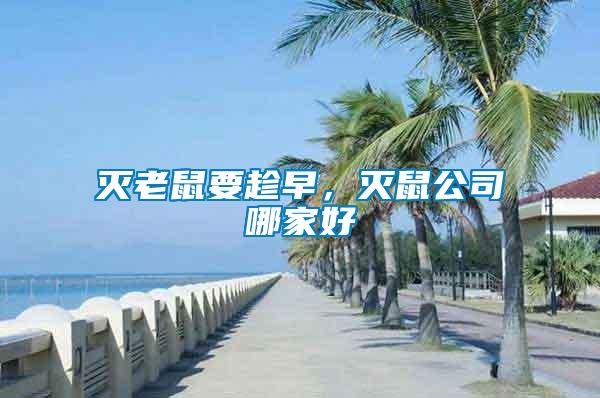 滅老鼠要趁早，滅鼠公司哪家好