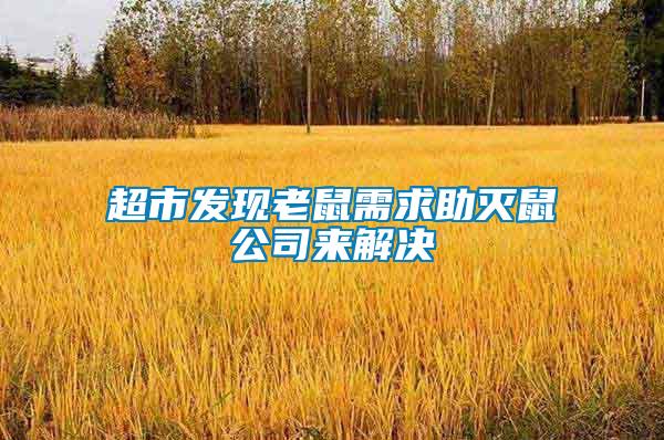 超市發(fā)現老鼠需求助滅鼠公司來解決