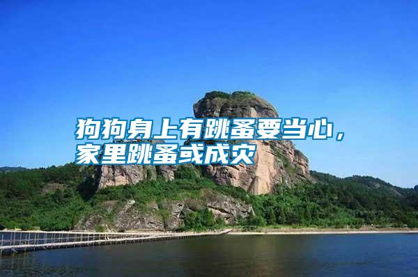狗狗身上有跳蚤要當心，家里跳蚤或成災