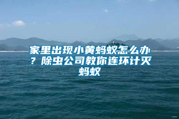 家里出現小黃螞蟻怎么辦？除蟲公司教你連環計滅螞蟻