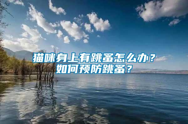 貓咪身上有跳蚤怎么辦？如何預(yù)防跳蚤？