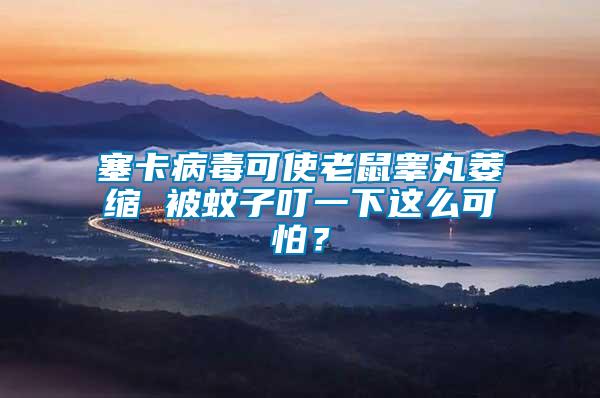 塞卡病毒可使老鼠睪丸萎縮 被蚊子叮一下這么可怕？