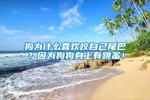 狗為什么喜歡咬自己尾巴？因為狗狗身上有跳蚤！