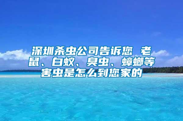 深圳殺蟲公司告訴您 老鼠、白蟻、臭蟲、蟑螂等害蟲是怎么到您家的