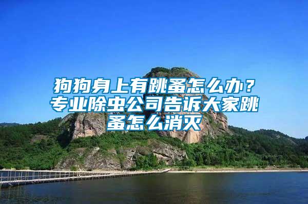 狗狗身上有跳蚤怎么辦？專業(yè)除蟲(chóng)公司告訴大家跳蚤怎么消滅
