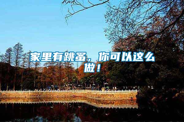 家里有跳蚤，你可以這么做！