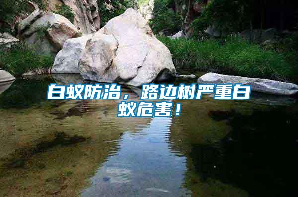 白蟻防治，路邊樹嚴重白蟻危害！