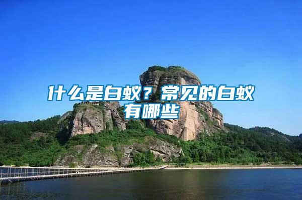 什么是白蟻？常見的白蟻有哪些