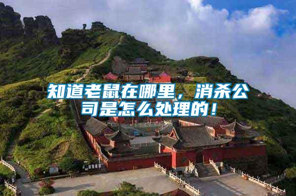 知道老鼠在哪里，消殺公司是怎么處理的！