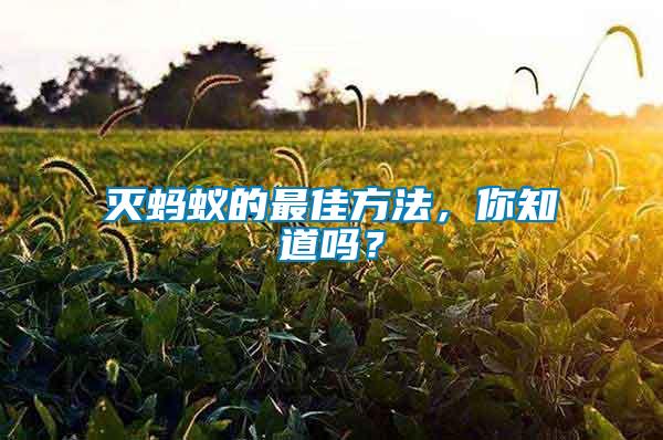 滅螞蟻的最佳方法，你知道嗎？
