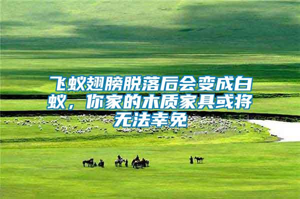 飛蟻翅膀脫落后會變成白蟻，你家的木質家具或將無法幸免