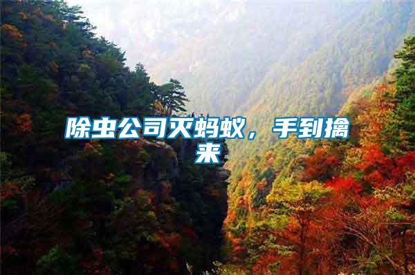 除蟲公司滅螞蟻，手到擒來