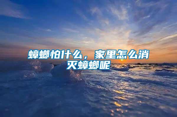 蟑螂怕什么，家里怎么消滅蟑螂呢