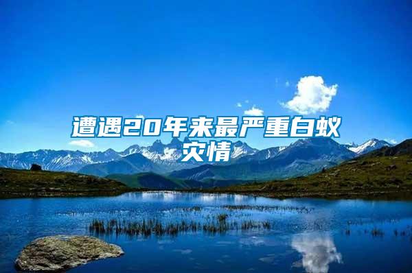 遭遇20年來最嚴重白蟻災(zāi)情