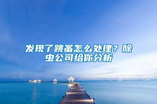 發現了跳蚤怎么處理？除蟲公司給你分析