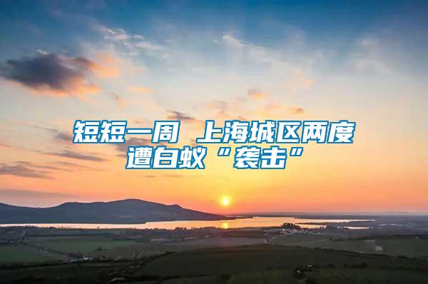 短短一周 上海城區兩度遭白蟻“襲擊”