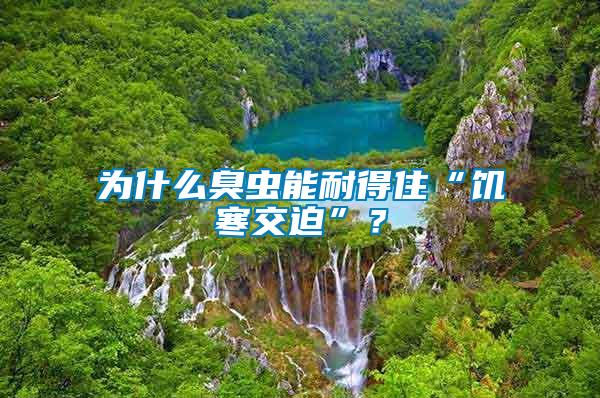 為什么臭蟲能耐得住“饑寒交迫”？