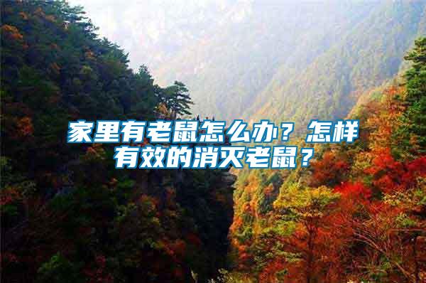家里有老鼠怎么辦？怎樣有效的消滅老鼠？