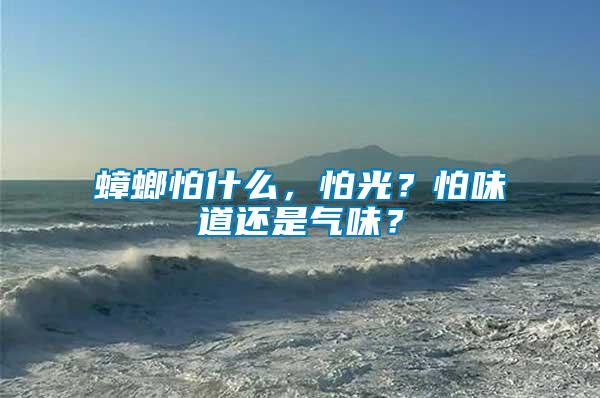 蟑螂怕什么，怕光？怕味道還是氣味？