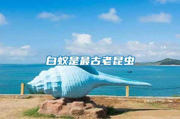 白蟻是最古老昆蟲(chóng)