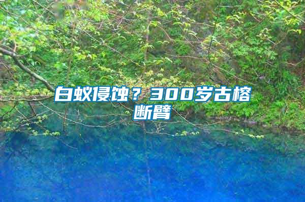 白蟻侵蝕？300歲古榕斷臂