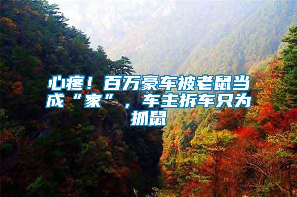 心疼！百萬(wàn)豪車(chē)被老鼠當(dāng)成“家”，車(chē)主拆車(chē)只為抓鼠