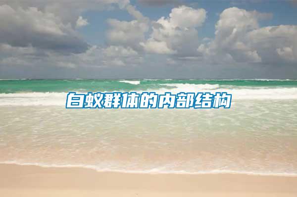 白蟻群體的內部結構