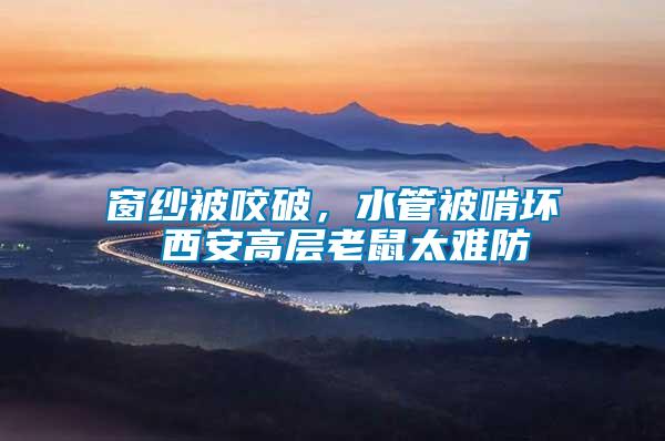 窗紗被咬破，水管被啃壞 西安高層老鼠太難防