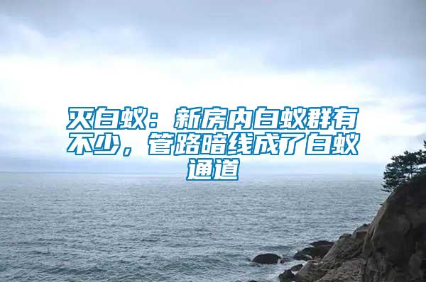 滅白蟻：新房內(nèi)白蟻群有不少，管路暗線成了白蟻通道