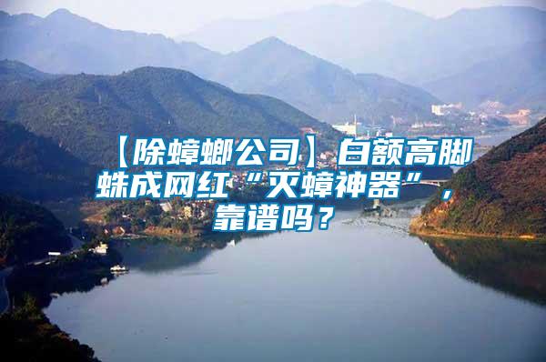 【除蟑螂公司】白額高腳蛛成網紅“滅蟑神器”，靠譜嗎？