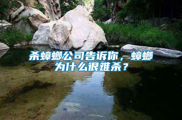 殺蟑螂公司告訴你，蟑螂為什么很難殺？