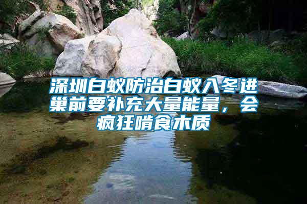 深圳白蟻防治白蟻入冬進巢前要補充大量能量，會瘋狂啃食木質
