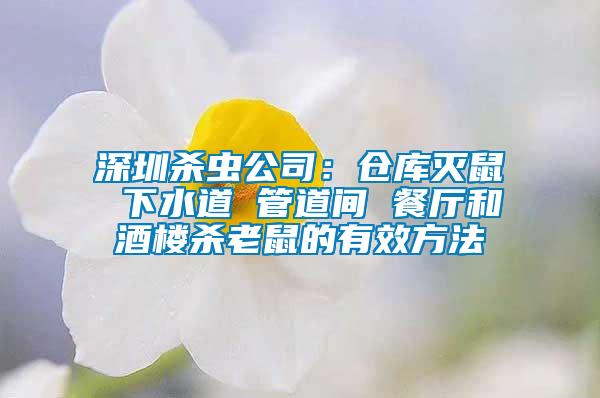 深圳殺蟲公司：倉(cāng)庫(kù)滅鼠 下水道 管道間 餐廳和酒樓殺老鼠的有效方法