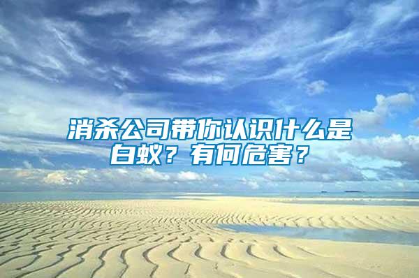 消殺公司帶你認(rèn)識(shí)什么是白蟻？有何危害？
