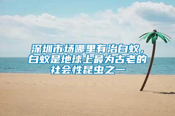 深圳市場(chǎng)哪里有治白蟻，白蟻是地球上最為古老的社會(huì)性昆蟲(chóng)之一