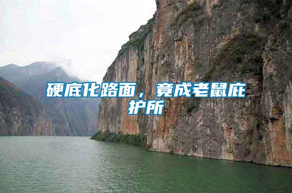 硬底化路面，竟成老鼠庇護(hù)所