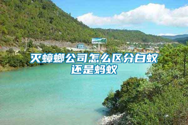 滅蟑螂公司怎么區分白蟻還是螞蟻