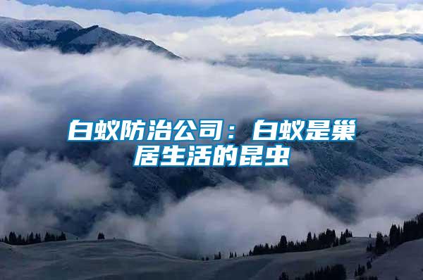 白蟻防治公司：白蟻是巢居生活的昆蟲(chóng)