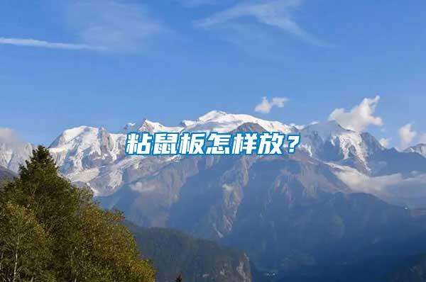 粘鼠板怎樣放？