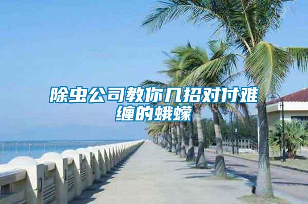 除蟲公司教你幾招對(duì)付難纏的蛾蠓