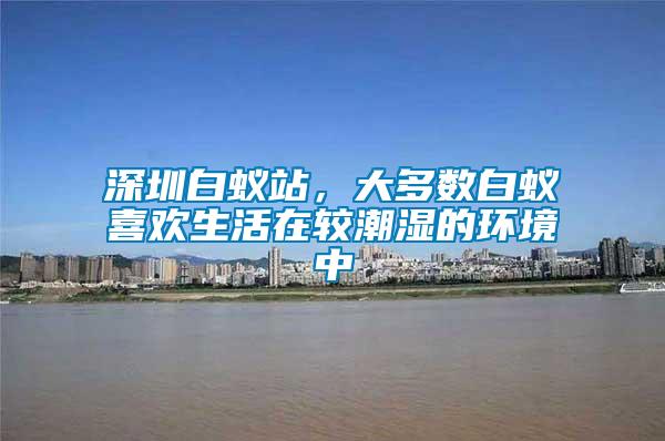 深圳白蟻站，大多數白蟻喜歡生活在較潮濕的環境中