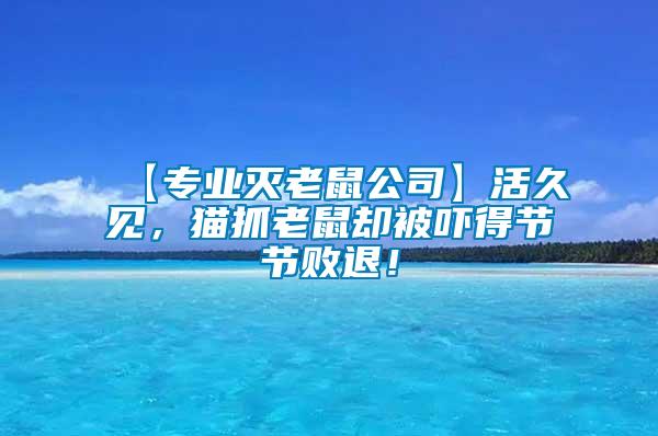 【專業滅老鼠公司】活久見，貓抓老鼠卻被嚇得節節敗退！