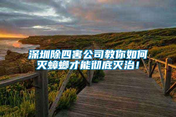 深圳除四害公司教你如何滅蟑螂才能徹底滅治！