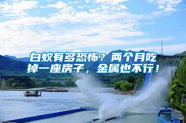 白蟻有多恐怖？?jī)蓚€(gè)月吃掉一座房子，金屬也不行！