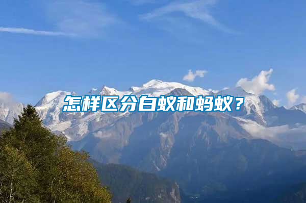 怎樣區分白蟻和螞蟻？