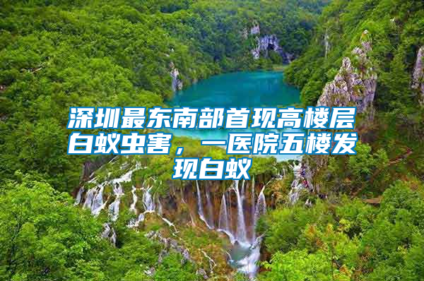 深圳最東南部首現高樓層白蟻蟲害，一醫院五樓發現白蟻