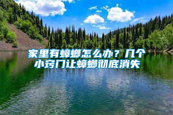 家里有蟑螂怎么辦？幾個小竅門讓蟑螂徹底消失