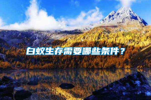 白蟻生存需要哪些條件？